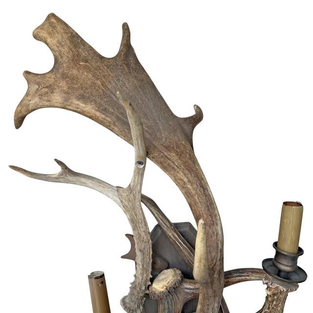 Pair of Fallow Deer Antler Sconces For Sale - Image 4 of 13