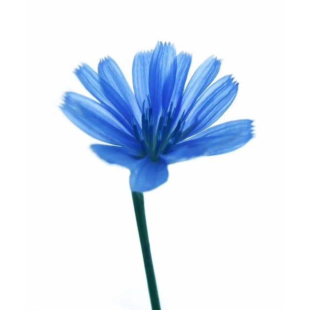 Contemporary Blue Botanical 36 Photograph For Sale - Image 3 of 3