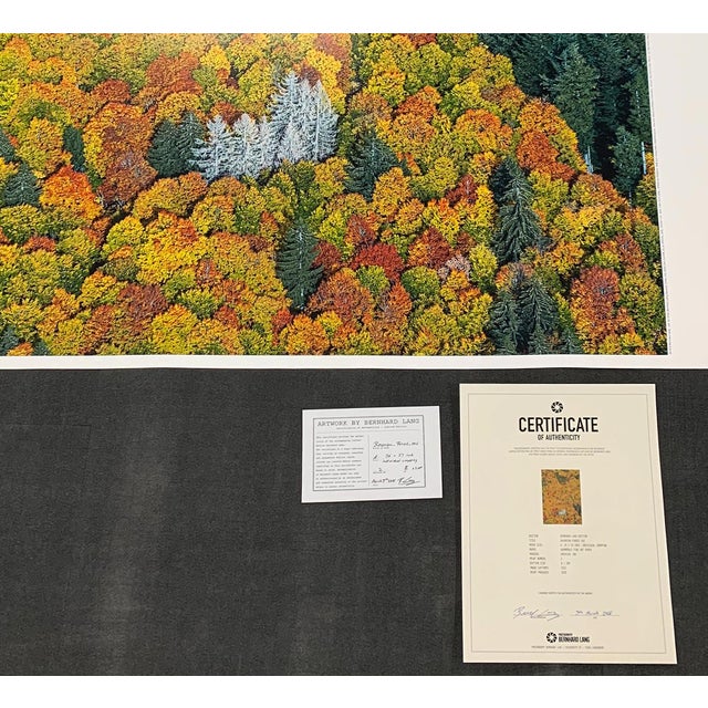 Orange Bavarian_Forest_02" Size a Contemporary Limited Edition Fine Art Photograph by Bernhard Lang For Sale - Image 8 of 10