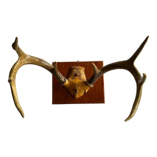 Vintage Mounted Deer Antlers For Sale