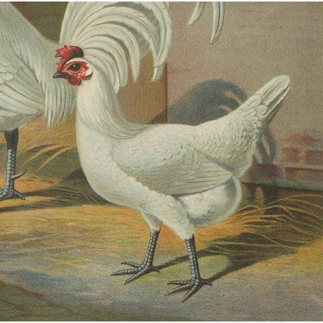 Christian Förster, The Distinguished Ramelsloher Chicken, 1888, Lithograph, Print For Sale - Image 3 of 10