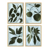 Fig Garden by Susan Hable For Sale