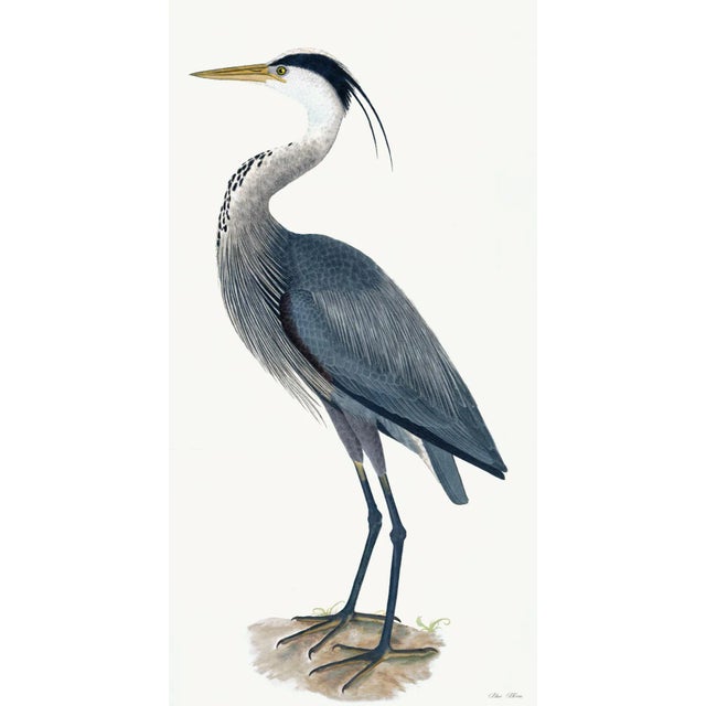 Paper Great Blue Heron Styled After Olof Rudbeck - Plate 36 (Cfa-Wd) For Sale - Image 7 of 7