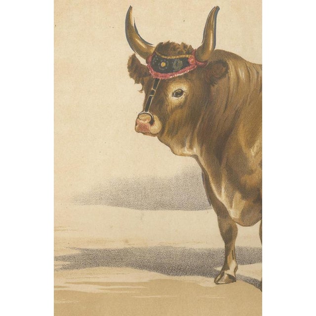 19th Century After Charles Olivier de Penne, Baretonne Bull with Frontlet, French Cattle, 1863, Chromolithograph For Sale - Image 5 of 9