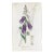 Antique Hand-Colored Botanical Print by the Sowerby Family — English Botany Series (C. 19th Century) M For Sale