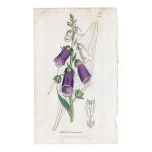 Antique Hand-Colored Botanical Print by the Sowerby Family — English Botany Series (C. 19th Century) M