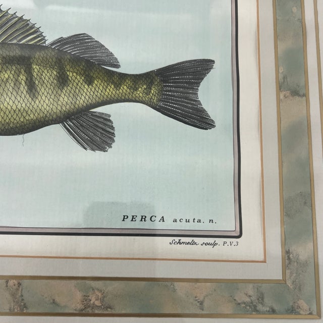 Late 20th Century Vintage Italian Hand Colored Limited Edition Engraving of Tropical Fish Edizioni Ponte Vecchio Florence Italy For Sale - Image 5 of 7