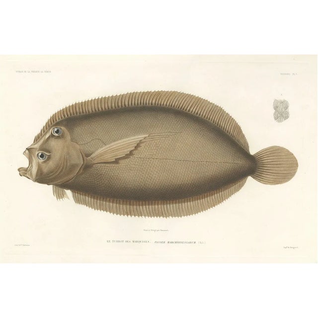 Marquises Turbot, Hand-Colored Lithograph, 1845 For Sale
