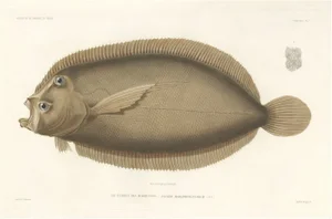 Marquises Turbot, Hand-Colored Lithograph, 1845