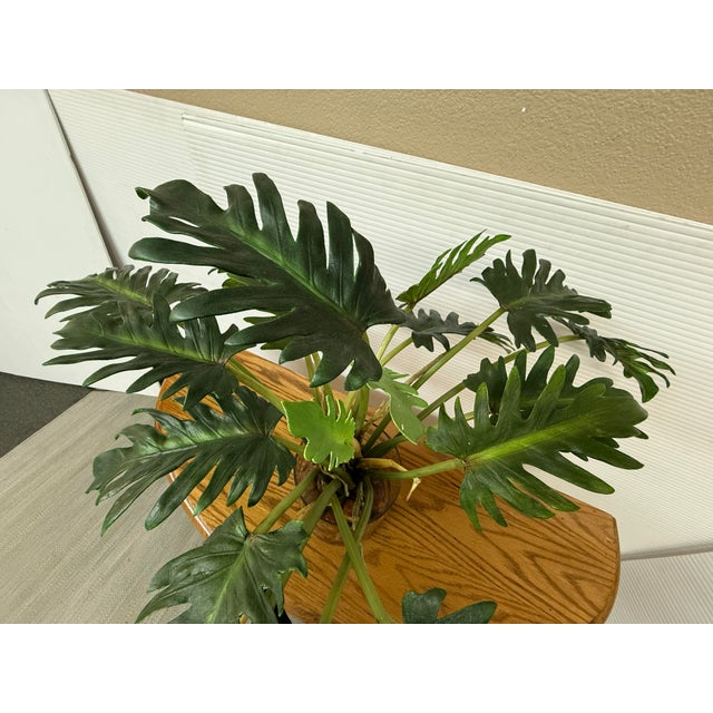 Artificial Philodendron Xanadu Plant + Clear Glass Vase For Sale - Image 11 of 12