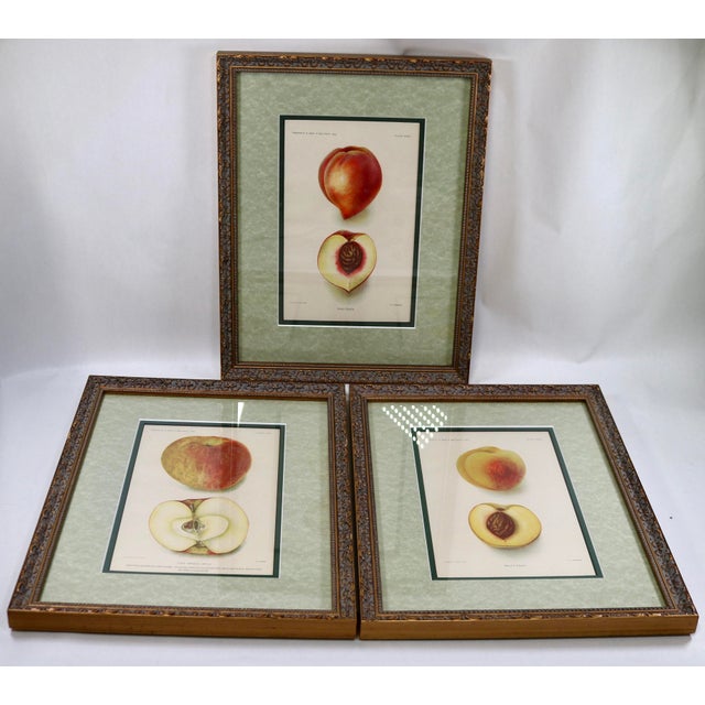 Amazing set of 3 lithographs from the early 1900's from the U.S. Department of Agriculture yearbook. The Welch Peach and...