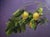This oil painting captures a branch of nutmeg fruit, suspended against a soft, muted purple background that enhances the...