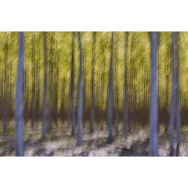 Mint Images, Blurred Motion Abstract of Poplar Trees at Commercial Tree Farm, Photographic Paper For Sale