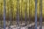 Mint Images, Blurred Motion Abstract of Poplar Trees at Commercial Tree Farm, Photographic Paper For Sale
