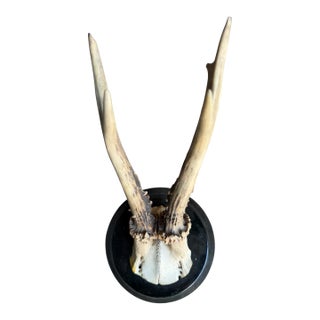 Roe Deer Trophy 202 Black Forest Antlers Mount For Sale