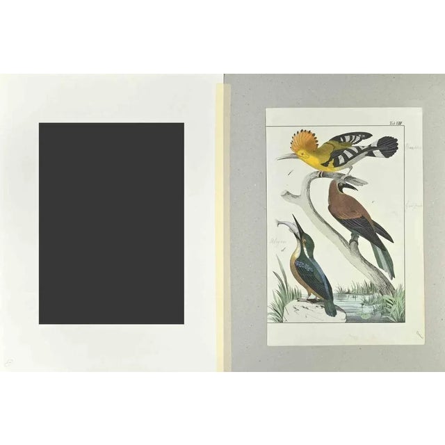 Cockateil is an Etching hand colored realized by Gotthilf Heinrich von Schubert - Johann Friedrich Naumann, Illustration...