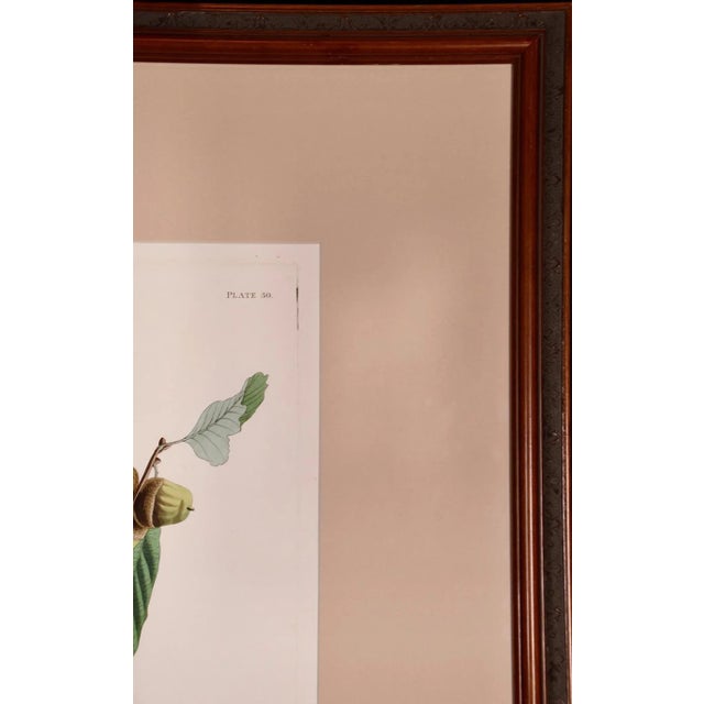 Swainson's Warbler: A Framed Original Hand-Colored Audubon Folio Bird Engraving, 1828 For Sale In San Francisco - Image 6 of 7