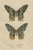 Drapiez, Urania Prometheus, Lepidoptera, 1845, Print For Sale