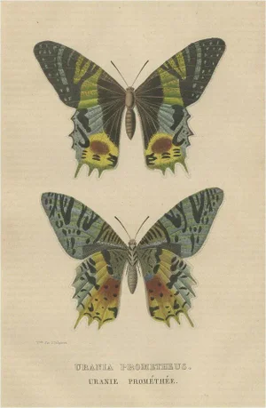 Drapiez, Urania Prometheus, Lepidoptera, 1845, Print