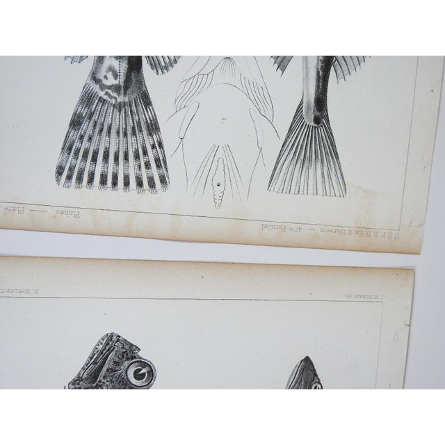Mid 19th Century Mid 19th Century Us Pacifc Railroad Fish Lithograph Book Plate - A Pair For Sale - Image 5 of 5
