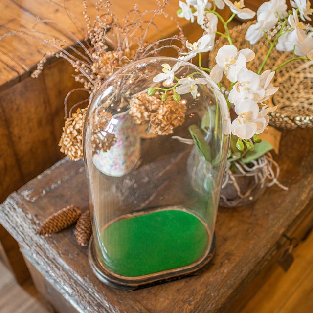 1900's Large Antique Botany Display Dome For Sale - Image 9 of 10