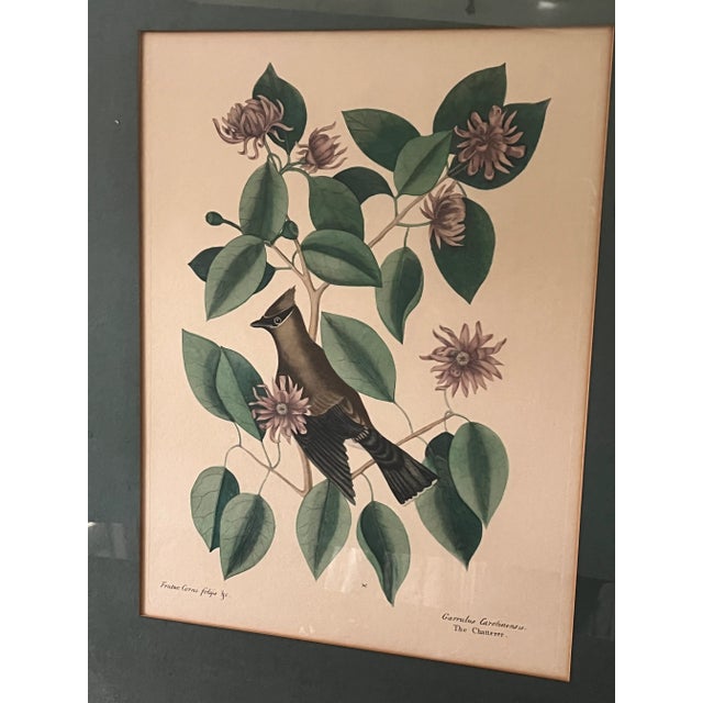 1940s Antique Hand Colored Bird Engravings Framed Mark Catesby Set For Sale - Image 5 of 14