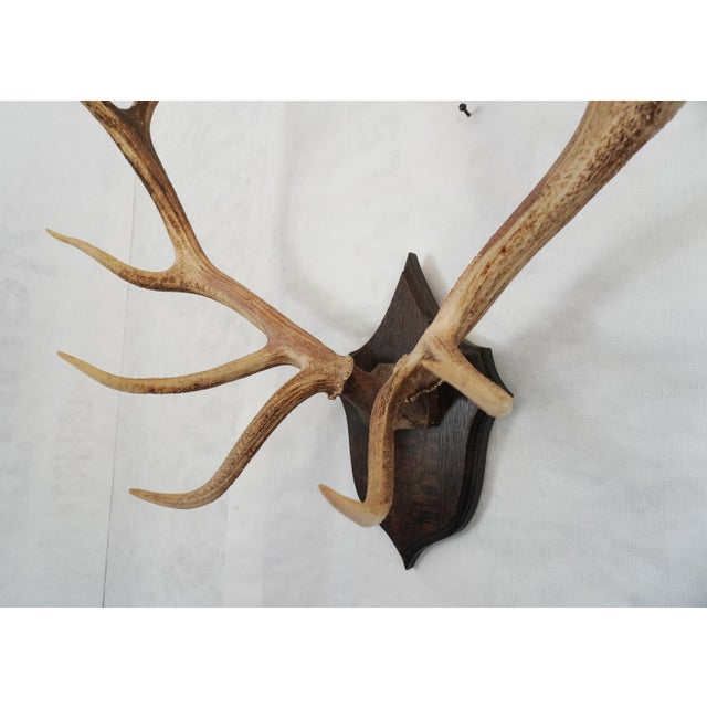 Elk Antler Mounted on Wooden Plaque For Sale In Los Angeles - Image 6 of 16