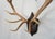 Elk Antler Mounted on Wooden Plaque For Sale In Los Angeles - Image 6 of 16