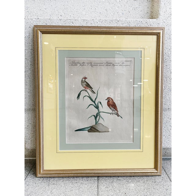 Scientific Illustrations of Birds by Saverio Manetti, Hand-Painted Intaglio - A Set of 6 For Sale - Image 11 of 12