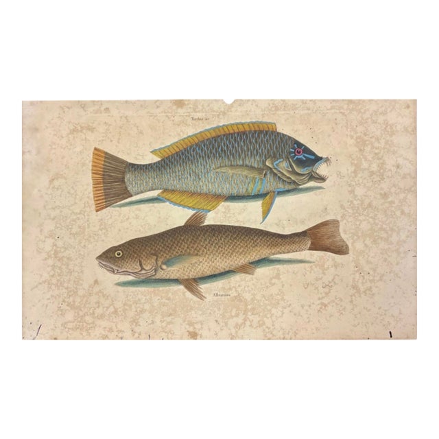 Mark Catesby Engraving, "Puddingwife Wrasse and Carolina Whiting Fish" For Sale