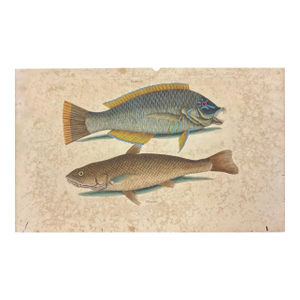 Mark Catesby Engraving, "Puddingwife Wrasse and Carolina Whiting Fish"