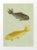 Vintage German Bookplate Print - Fish For Sale