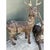 Vintage Carved Wood Deer Sculptures - Pair For Sale - Image 11 of 12