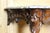 Large Louis XV Walnut Console Table, 19th Century For Sale - Image 9 of 13