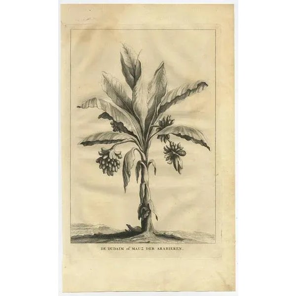 Dudaim or Mauz of the Arabs, 1725, Paper For Sale - Image 3 of 5