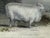 Farmhouse Mid 20th Century Framed Sheep Engravings Bakewell Ram Oxfordshire Downs - Set of 2 For Sale - Image 3 of 14