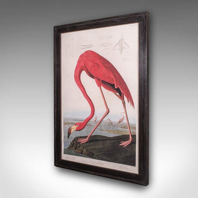 English Large Vintage Flamingo Picture, English, Framed Print, Jj Audubon, Wildlife Art For Sale - Image 3 of 12