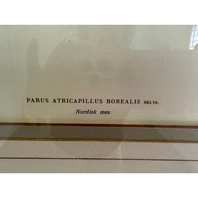 Traditional Ethan Allen Antique Bird Print: Atricapillus For Sale - Image 3 of 8