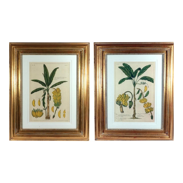Botanical Hand-Colored Copper Engraving of Banana Plants, Georg Eberhard Rumphius, 1741–1750) For Sale