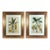 Botanical Hand-Colored Copper Engraving of Banana Plants, Georg Eberhard Rumphius, 1741–1750) For Sale