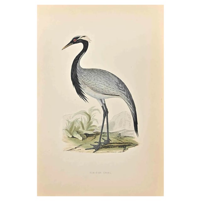 Alexander Francis Lydon, Numidian Crane, Woodcut Print, 1870 For Sale