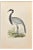 Alexander Francis Lydon, Numidian Crane, Woodcut Print, 1870 For Sale