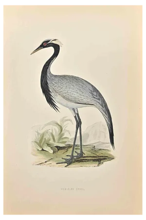 Alexander Francis Lydon, Numidian Crane, Woodcut Print, 1870