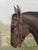 1887 Victorian Equestrian Portrait of a Gentleman & Bay Horse in Hyde Park For Sale - Image 6 of 18