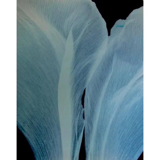 "Blue Petals" Contemporary Botanical Still Life Photograph by Carol Drobek For Sale