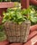 2020s Artifacts Rattan Square Tapered Planter with Black Plastic Insert, Natural, 11.5" For Sale - Image 5 of 10