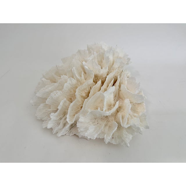 Chinoiserie Natural White Lettuce Coral Specimen Coastal Decor For Sale - Image 3 of 5