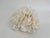 Chinoiserie Natural White Lettuce Coral Specimen Coastal Decor For Sale - Image 3 of 5