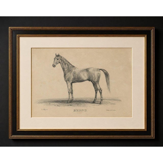 Title: antique arabian horse lithograph “burnu” by august jäger, 1846 : a refined and highly collectible antique...
