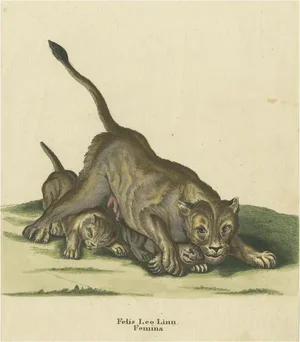 Ridinger, A Lioness and Lion Cubs, Print